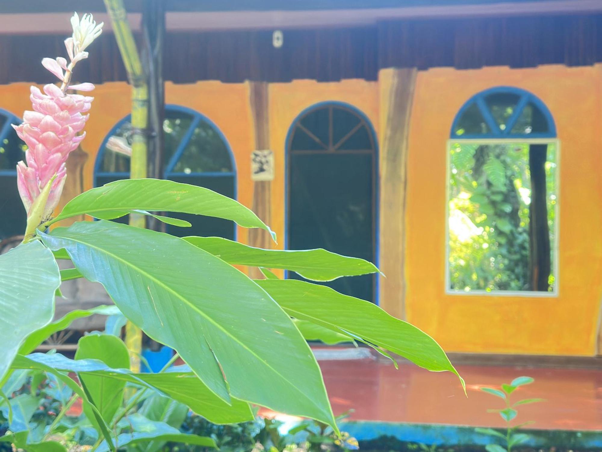 La Palapa Hut Nature Hostel Puerto Jiménez 외부 사진